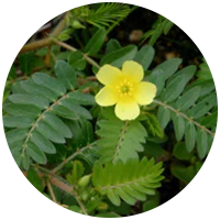 ingredient image